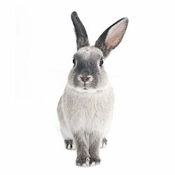 Nástenná samolepka Dekornik Rabbit Harry, 37 x 80 cm